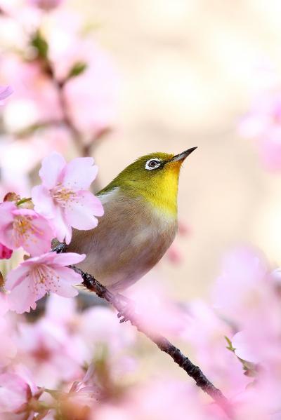 京都を歩く(150)　河津桜にメジロ　春の陽気に包まれる東寺へ　