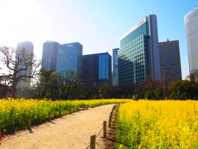 浜離宮の菜の花