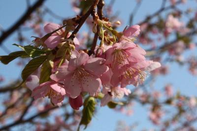 2013年　春本番「2人合わせて118歳　久々の桜便り　千葉県立房総のむらドラムの里」