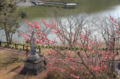 鋸南（きょなん）水仙の郷　　２　佐久間ダム公園