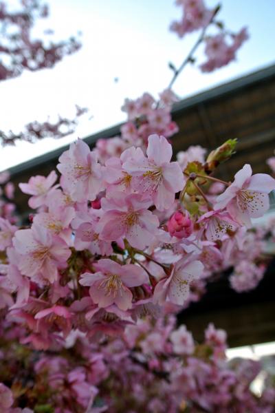 横須賀で海軍カレー喰らって、三浦で河津桜を観る休日 (後編：三浦海岸)