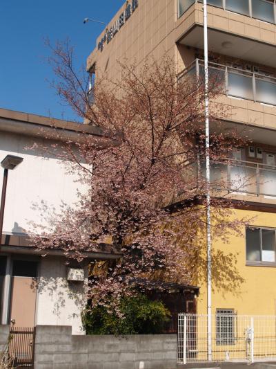 八幡山から東口あたりの早咲きの桜（横浜市戸塚区吉田町）