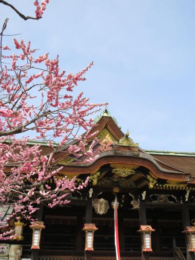 子どもと一緒に歩く、春を告げる梅の花匂う北野天満宮