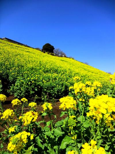 春の南房総 Flower Runabout 2013