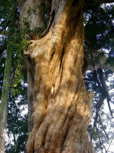 日本最大の城郭を誇った古城の春−−−桜に包まれた小田原城