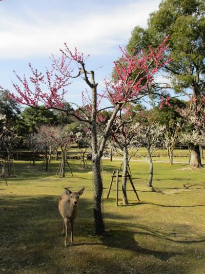 友よ旅立ちの時～奈良で女子会の巻