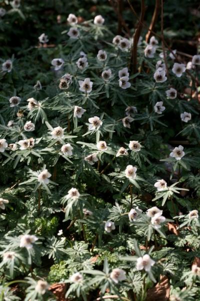 車で三重 ★藤原岳山麓に咲く早春の花 節分草・州浜草・鬼縛り