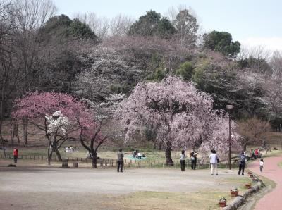 2013年三ツ池の桜