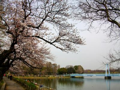 水元公園の桜偵察