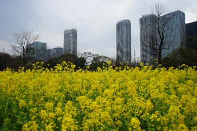 浜離宮に菜の花2013を見に行ったらお花沢山、青空無し