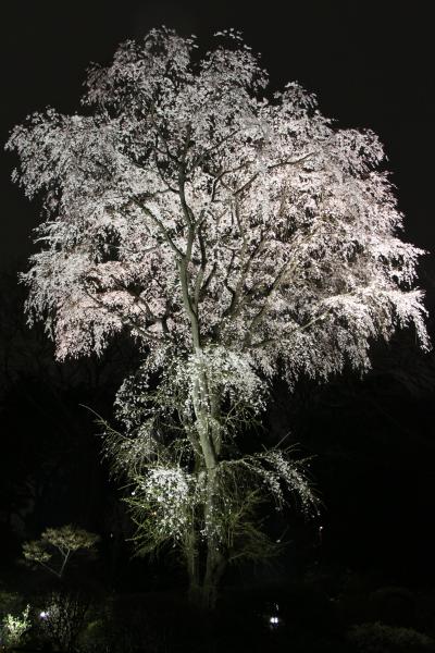 【六義園しだれ桜】　早すぎる開花に桜の名所も大慌て　ライトアップ前倒し