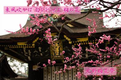 東風吹かば　匂ひをこせよ　梅の花　・・・　京都・北野梅花祭