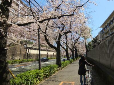 北区　赤羽の保健所通りの桜　八分さき