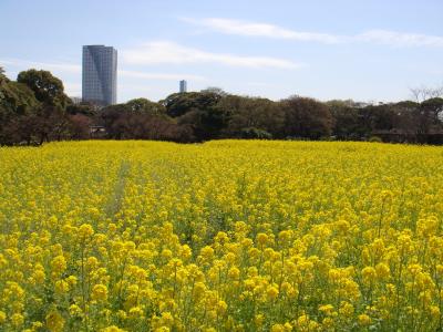 浜離宮恩賜庭園　菜の花と桜を同時に楽しむ