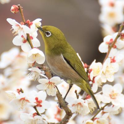 メジロに会いたくて（１）　山田池公園のほほん記