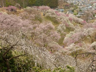 花曇りの吉野梅郷