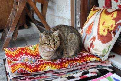 2012年2月イスタンブール街歩き猫コレクション