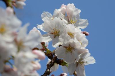 九段　千鳥ヶ淵