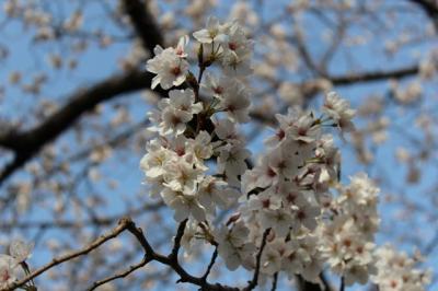 2013年　ソメイヨシノ発祥の地　染井霊園の桜