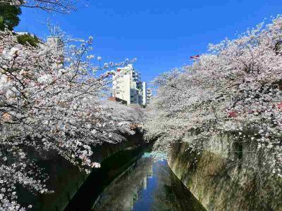 神田川のさくら