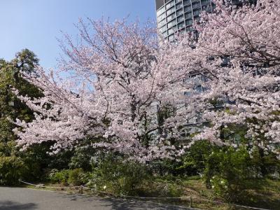 国立劇場前の桜満開になりました