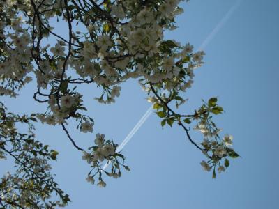 谷中の桜