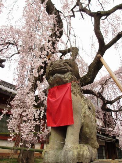 下見に行ってきました　氷室神社のしだれ桜☆