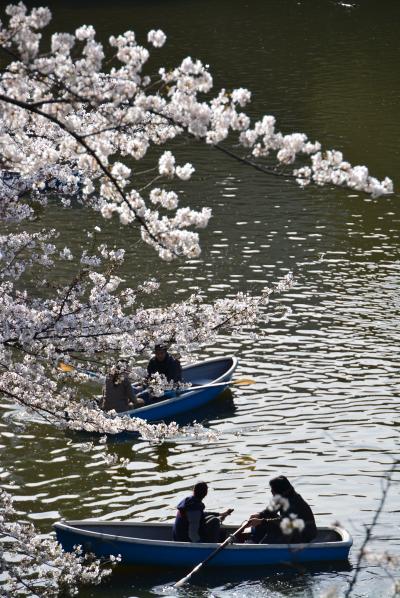 「　満開まぢか！　東京都心　桜めぐり　・　増上寺～日比谷～千鳥ヶ淵　」　2013