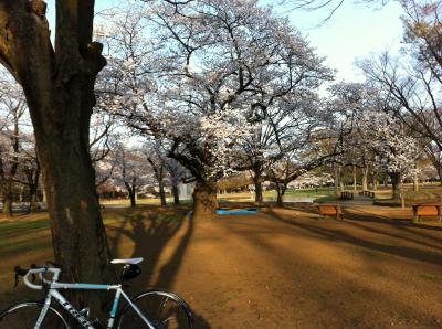 2013年3月23日早朝　都内各所の花見　東京都庁、代々木公園、東京ミッドタウン、原宿、神宮外苑、東京タワー、霞が関、皇居をロードバイクで駆け巡りました。