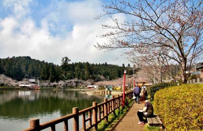 桜　八鶴湖（はっかくこ）　千葉県東金市