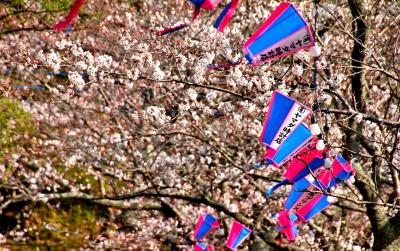 桜　茂原公園　（千葉県茂原市）