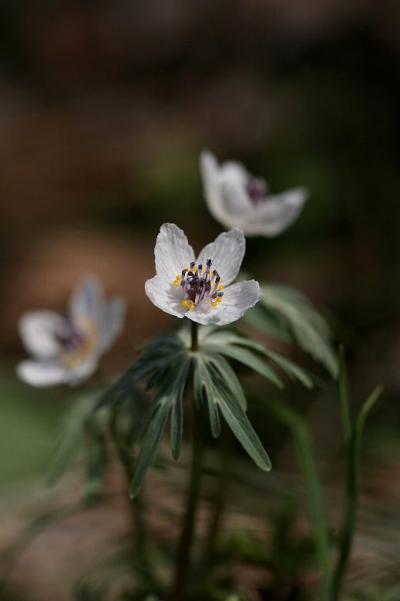 車で滋賀 ★伊吹野で咲く早春の花　節分草・州浜草・東一華