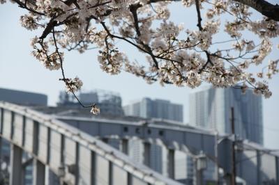 20130323-2 隅田川テラス ソメイヨシノがえぇ感じです