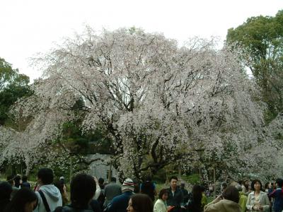 六義園の枝垂桜見物と庭園散策♪