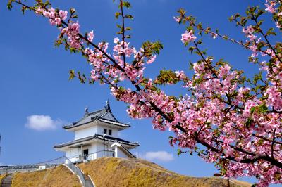 2013年観桜記　（１）宇都宮城址　満開の河津桜