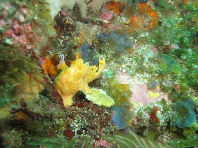 お花見ダイビング（伊豆海洋公園）