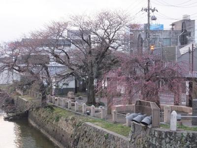 桜が咲くのは来週かしら？