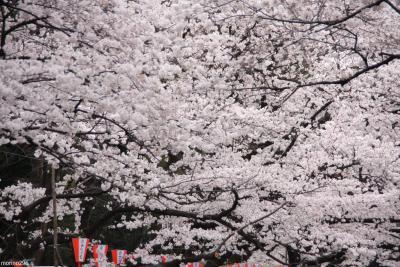桜満開の上野公園と博物館で世界一贅沢なお花見をしました