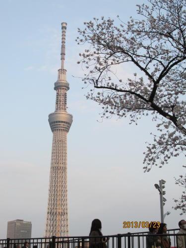 東京の浅草・隅田川の桜・スカイツリー・2013年