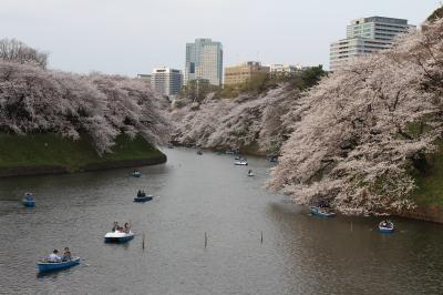 2013年　サクラ「千鳥ヶ淵」　週末＆満開の中、見事な桜並木を散策（3月23日　昼間）