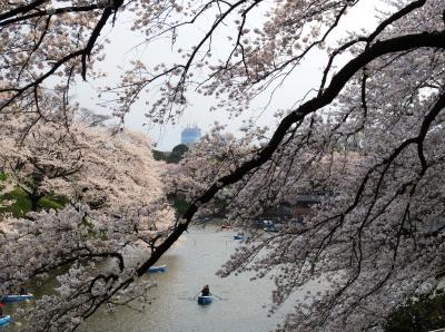 大人の休日☆　「東京・千鳥ヶ淵」　満開の桜と音楽鑑賞に酔いしれた1日・・・