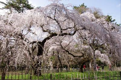 2013 京都桜だより?ー２　京都御所　前回から4日でほぼ満開に！