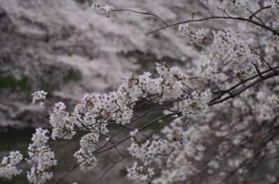 千鳥ヶ淵　桜の名所　2013年3月24日（日）朝7時