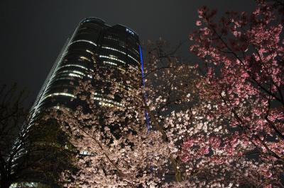 susanaのバタバタ休日～都内の満開桜2013を見に行こう（六本木編はアートナイトも）