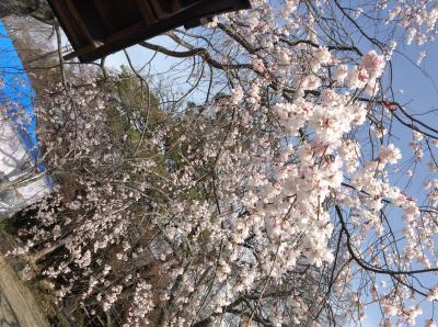 まだこぬ、桜を求めて、幾太郎をしのび ながら、東山散策！