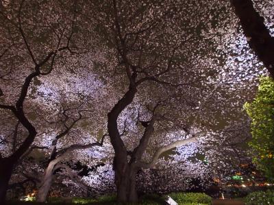 ２０１３　桜満開☆千鳥ヶ淵　幻想的なライトアップ☆
