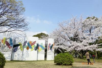 お花見　地元・平塚市総合公園