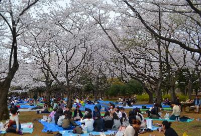 桜ひらひら～　代々木公園でお花見。酔いつぶれたから、途中でフワリと終わる旅行記。