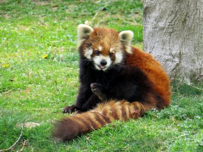 春のレッサーパンダ紀行【２】 みさき公園　岬のアダルト・レッサーズに会ってきました！！