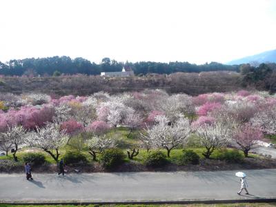 三重県の梅を巡る!  桜もね。